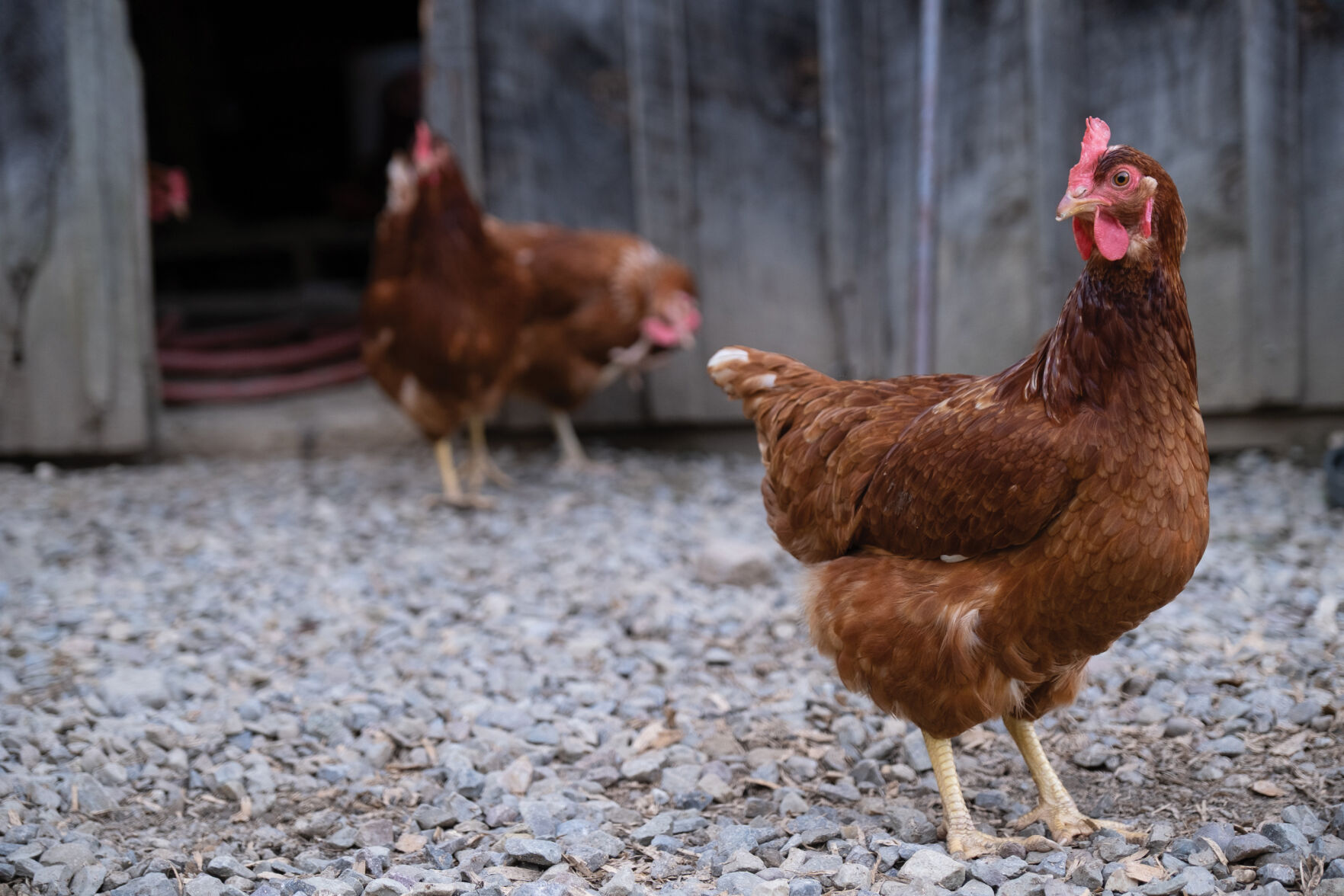 RiseandSwineFarm_StephenGabris109.jpg